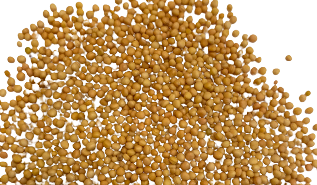 Sarsiun (Yellow Mustard Seed)