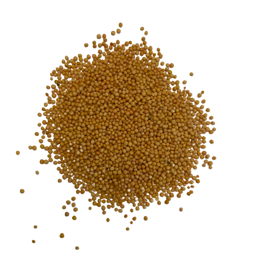 Sarsiun (Yellow Mustard Seed)